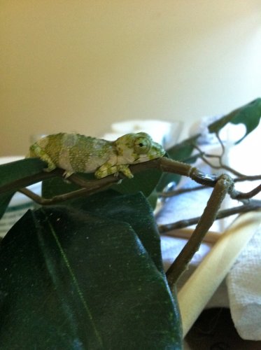 Baby on leaf.jpg