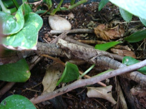 Brookesia.JPG