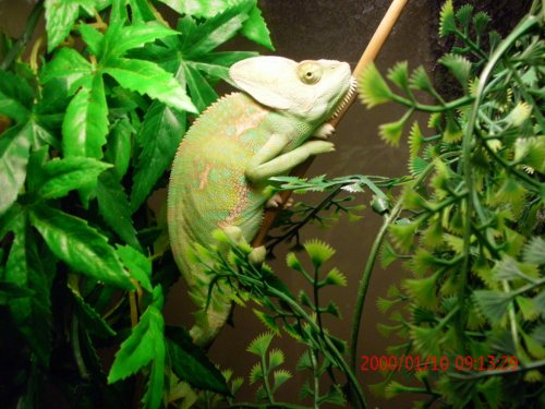 Chameleons and Reptiles 012.jpg