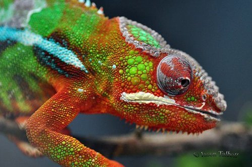 chameleon 4.jpg