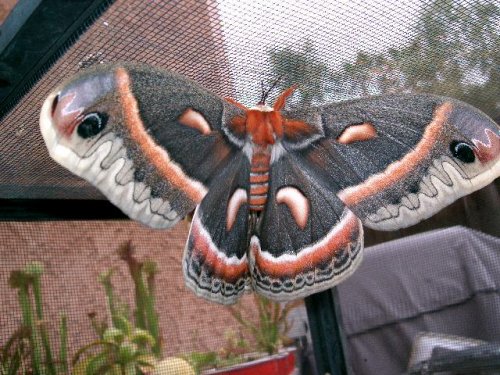 moth 001.JPG