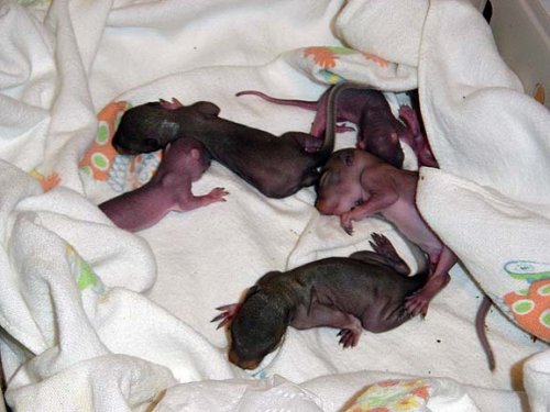 baby-squirrels.jpg