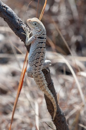 Madagascar  Dec2011-193.jpg