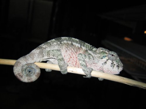 chameleon 3 month old.jpg