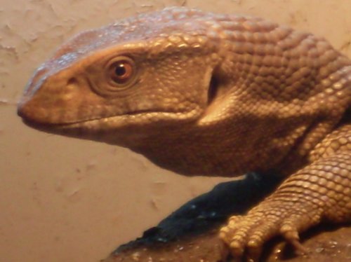 new lizards pics 052.jpg