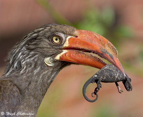 42_crowned_hornbill_breeding_1.jpg