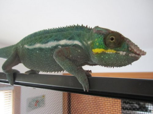 Rango 004.jpg