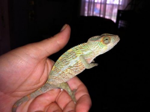 Ben after his first shed home 4182012.jpg