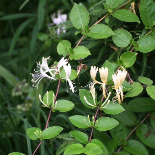 lonicera-japonica2.jpg