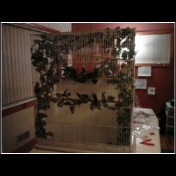 buddys new viv 2.jpg