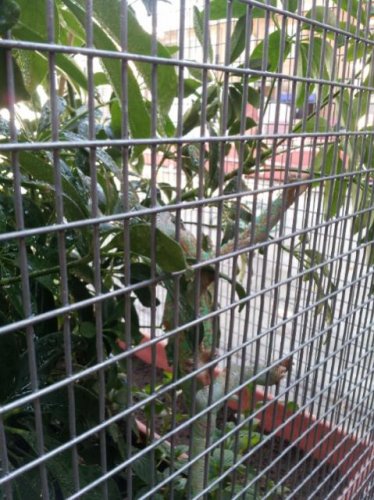 outdoor cage 2.jpg