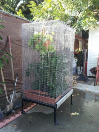 outdoor cage 3.jpg