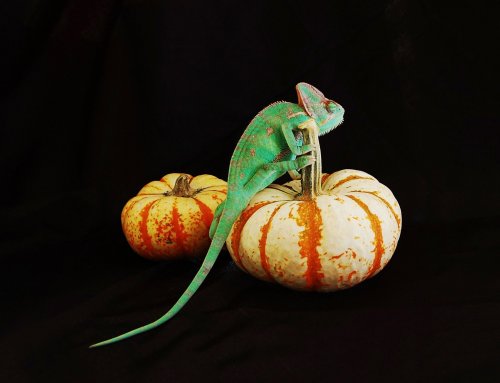 Picasso on pumkin 001.jpg