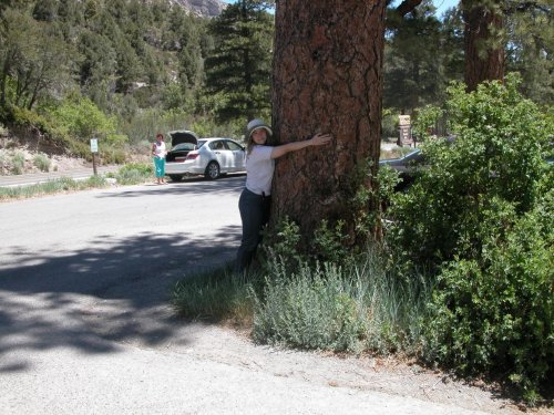 Mt. Charleston Heather treehugger.jpg