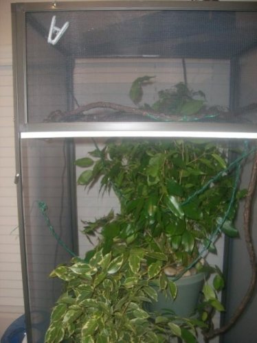 Chameleon Cage 005.jpg