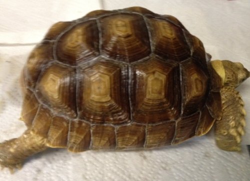 sulcata8.25inch11-28-12t.JPG