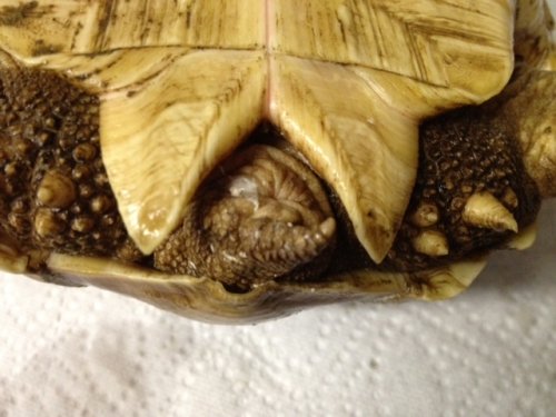 sulcata8.25inch11-28-12b.JPG