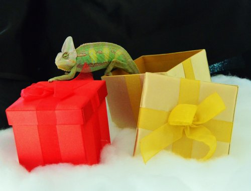 Picasso christmas boxes 003.jpg