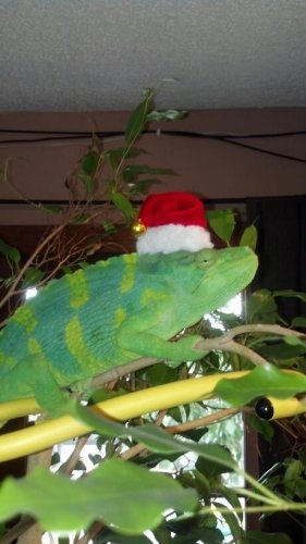 christmas barney boy.jpg