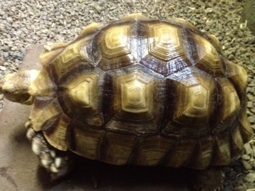 sulcata male 11 inch.JPG