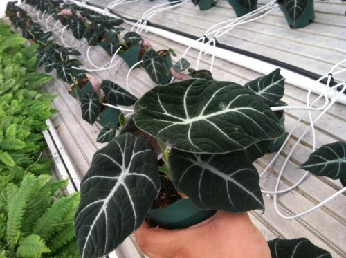 black velvet alocasia.jpg