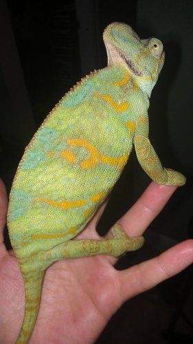 TINKERBELL TURQUOISE SUNBURST VEILED BREEDER.jpg