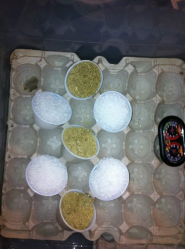 Cricket egg incubator | Chameleon Forums