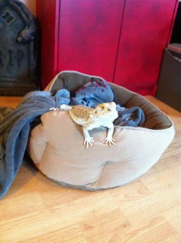 Spike dog bed.jpg