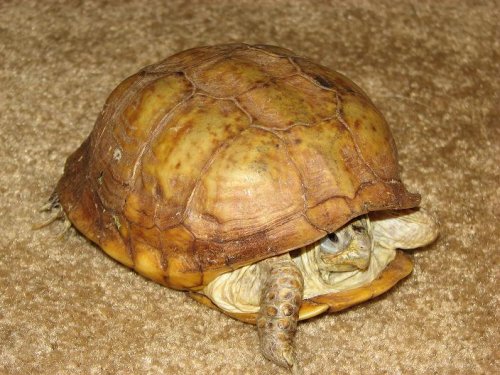 tortoise1copy.JPG