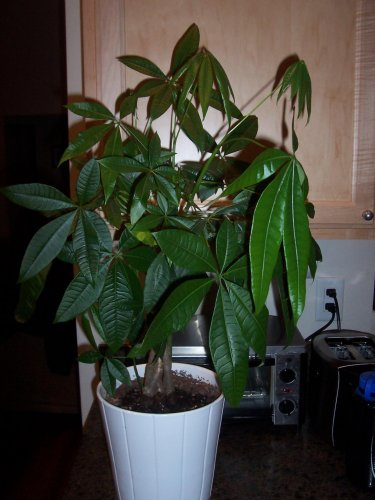 Schefflera1.jpg