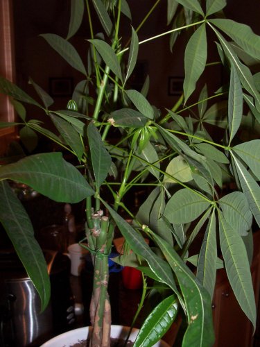 Schefflera2.jpg