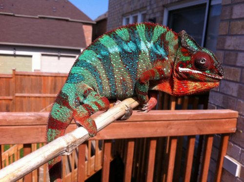 Panther Chameleon.jpg