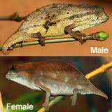 pygmy chameleon male female view.jpg