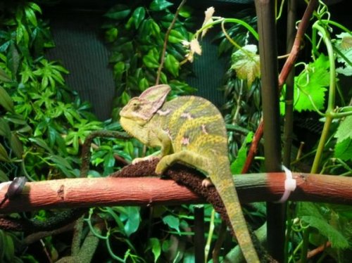 jrf23-albums-dante-my-chameleon-picture1505-enjoying-his-new-basking-spot.jpg