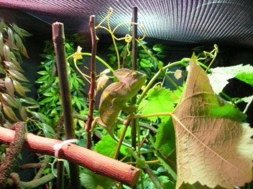 jrf23-albums-dante-my-chameleon-picture1506-just-munching-his-new-grape.jpg