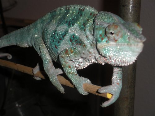 Chameleons 005.jpg