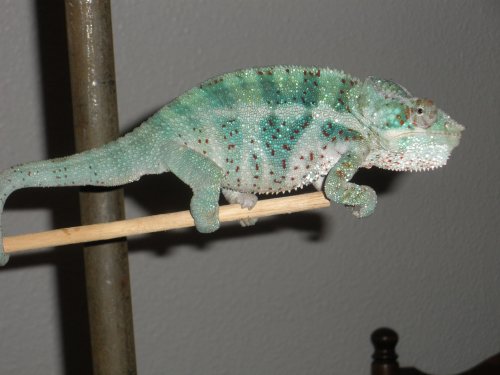 Chameleons 006.jpg