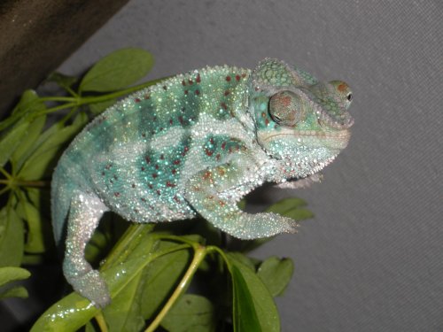 Chameleons 001.jpg