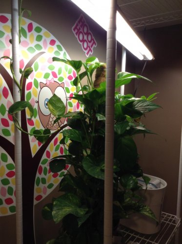 giant pothos getting ready for cage.jpg