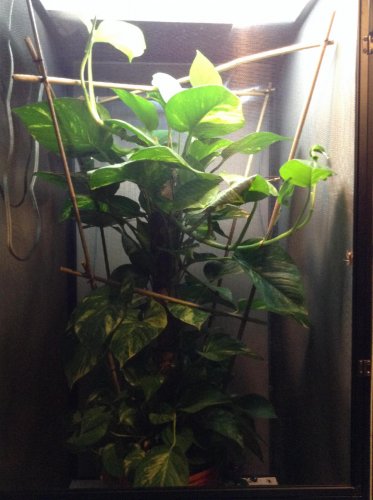 Giant Pothos pole fills up my 48 cage.jpg