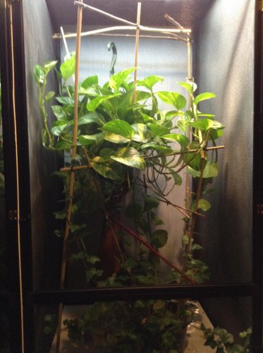 hanging pothos with vine plant at bottom.jpg