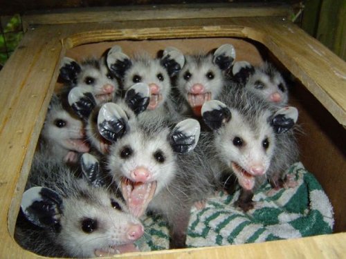 possums_feelsru-080310.jpg