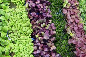 edible-microgreens.jpg