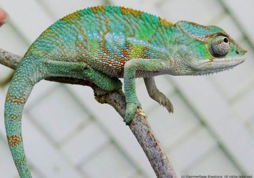 New chameleon.jpg