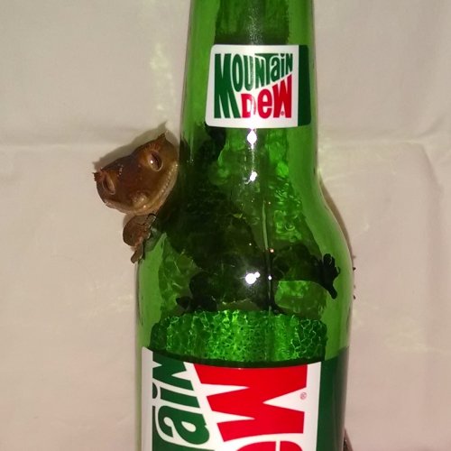 MtnDew.jpg