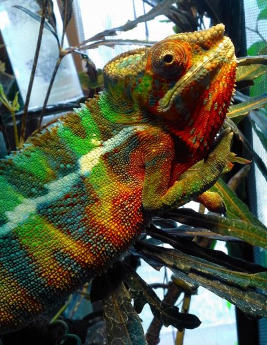 memphis 3-27-14 basking after his shed.jpg