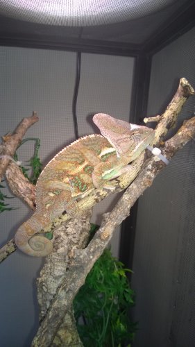 chameleon colouration.jpg