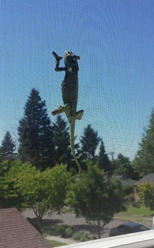 Lola on the Window Screen (2).jpg