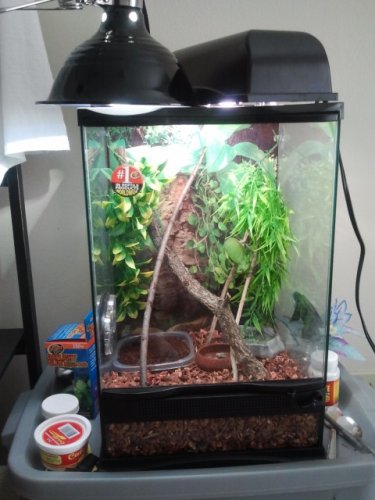 Jewel new cage set up.jpg