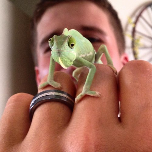 Age and Gender of Veiled Chameleon? | Chameleon Forums